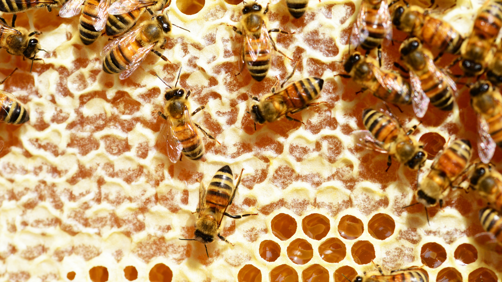 The Science of Our Honey